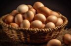 ممنوعیت صادرات تخم‌مرغ به عراق تکذیب شد