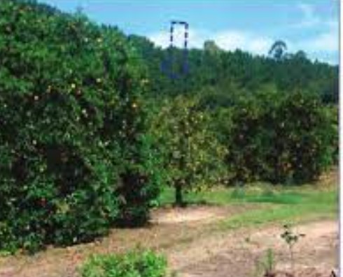 نجات درختان میوه با تشخیص زودهنگام بیماری‌های ویروسی؛ راهی نوین برای کاهش خسارت کشاورزان