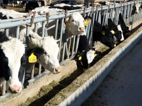 دامداری ۱۰ هزار رأسی شیروان وابسته به شستا در آستانه افتتاح