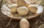 مشارکت بانک سپه برای احداث دو مدرسه در مناطق کم‌برخوردار لرستان